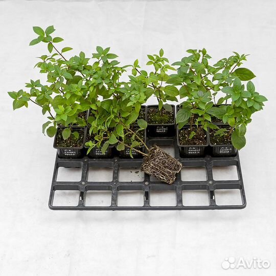 Гортензия от производителя, 56 сортов 1-4 года