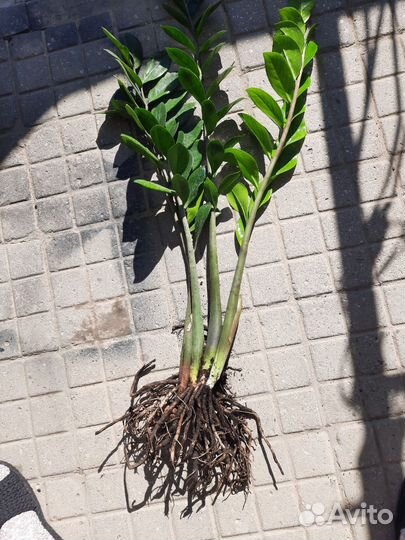 Замиокулькас