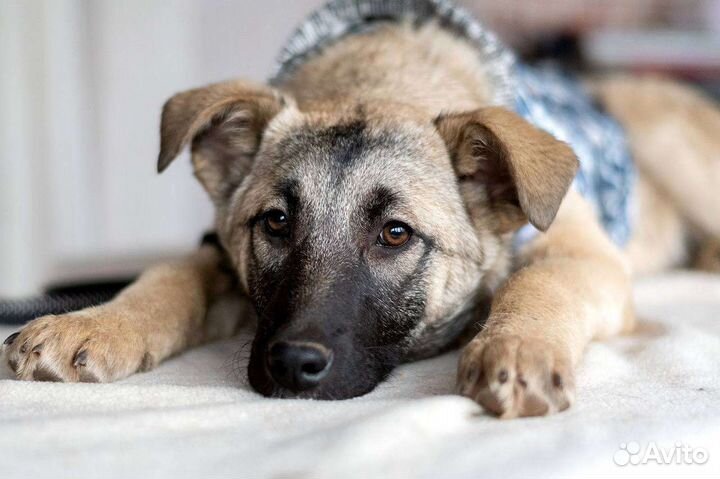 Щенок в добрые руки девочка