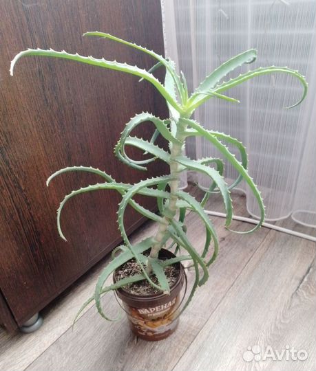 Алоэ лечебный