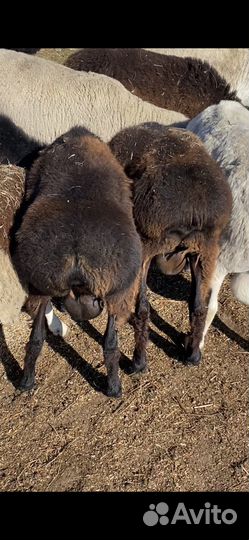Эдельбаевские бараны на племя