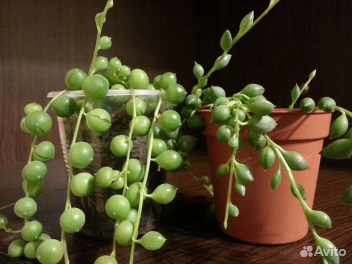 Крестовник Роули, Крестовник Герейна