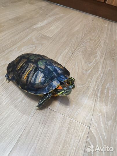 Красноухая черепашка