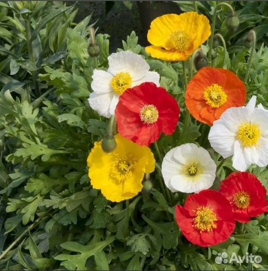 Мак Альпийский декоративный/ семена и растения