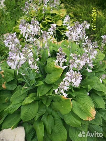 Хоста гигантская