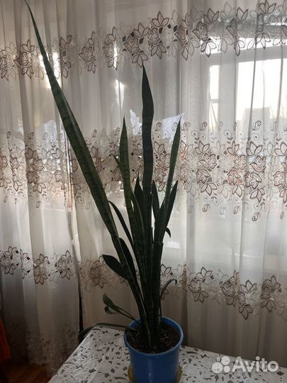 Цветок сансевьерия