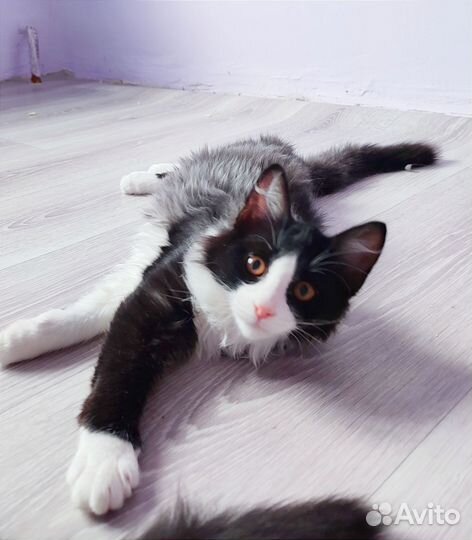 Кошечка 4 месяца