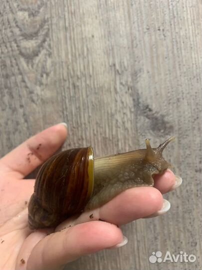 Улитки ахатины