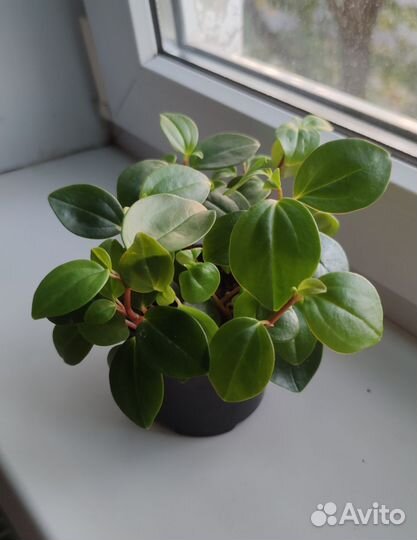 Пеперомия Глабелла