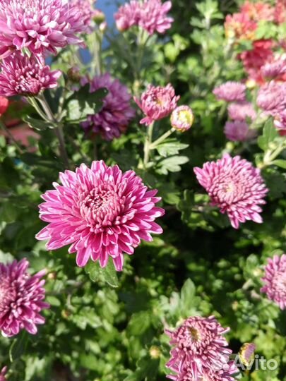 Хризантема кустовая саженцы