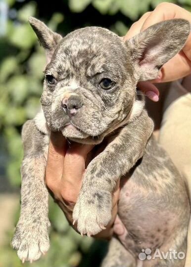 Щенки французского бульдога Голубые
