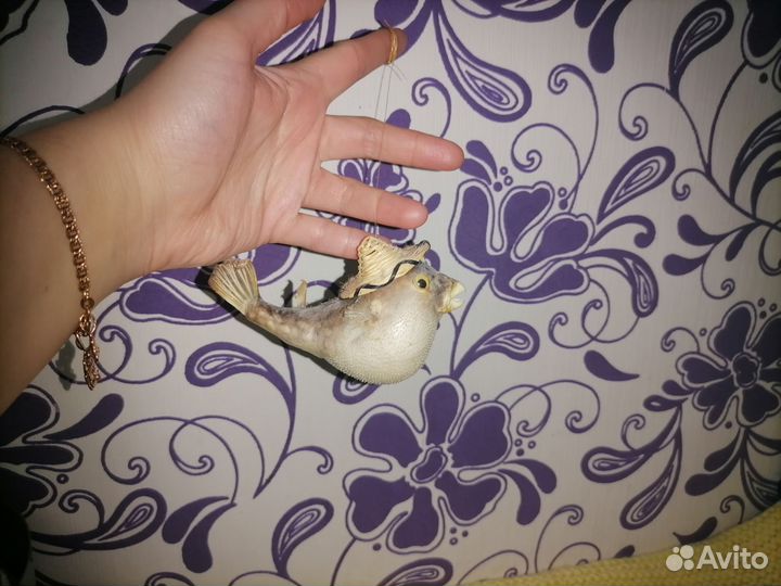 Рыба фугу