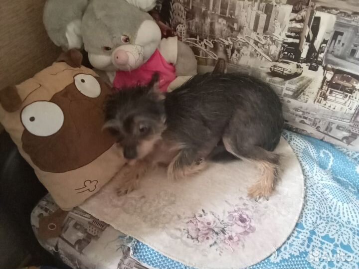 Отдам в добрые руки
