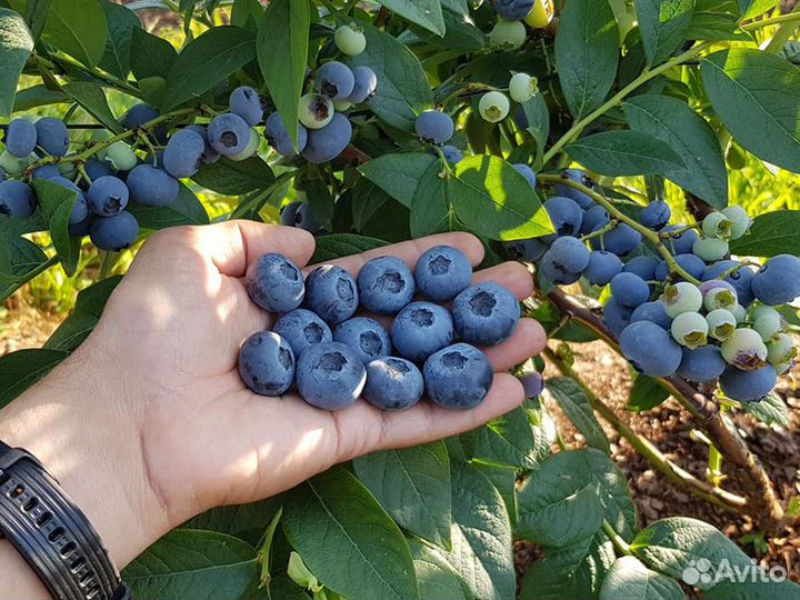 Саженцы голубики сорта 