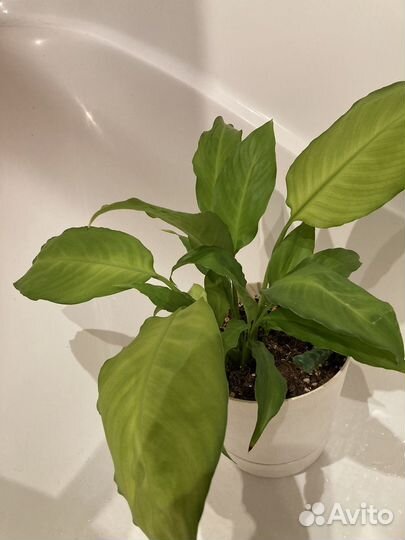 Спатифиллум