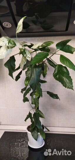 Гибискусы сортовые