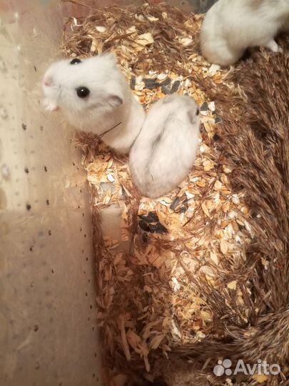 Джунгарские хомячки