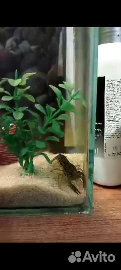 Аквариум