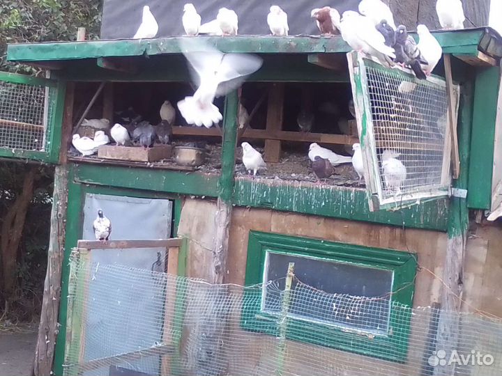 Продажа бакинских голубей