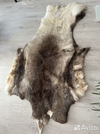 Шкура оленя