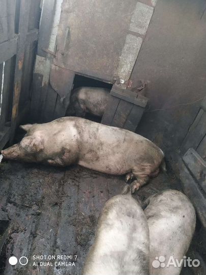 Поросенок ландрас