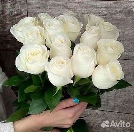 Розы гиганты 140 150 160 170 180 200