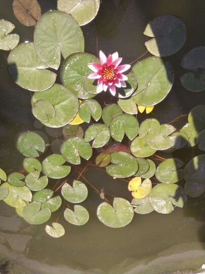 Дом 96 м² на участке 5 сот.