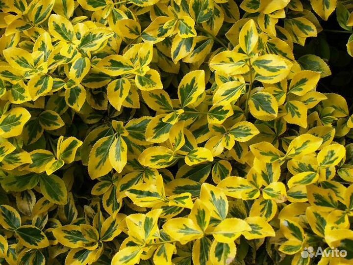 Декоративно - лиственные кустарники