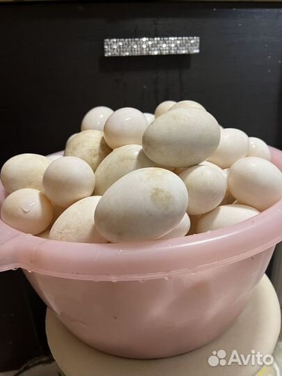 Яйца на инкубацию гусиные