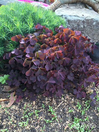 Оксалис садовый