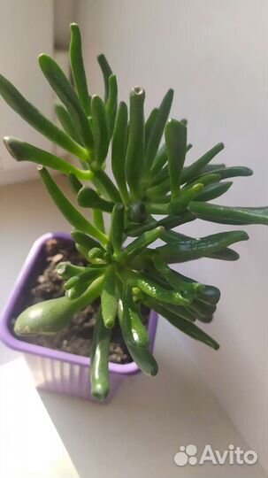 Крассула хоббит толстянка денежное дерево