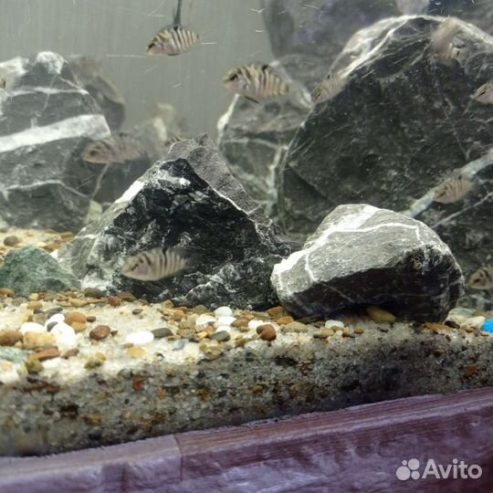 Аквариумные рыбки