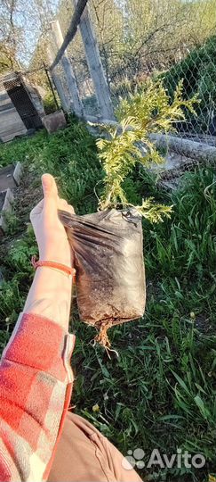 Туя саженцы