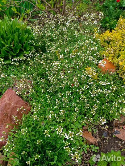 Арабис альпийский