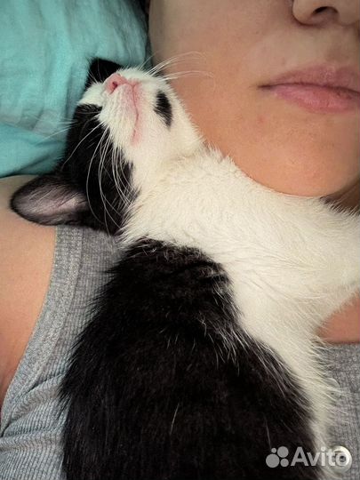 Черно белый котенок 1 месяц