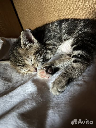Котята курильский бобтейл