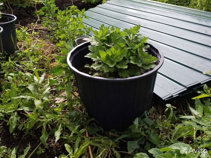 Хризантема мультифлора микс