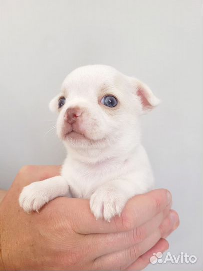 Щенки чихуахуа