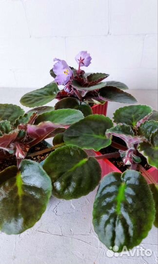 Сортовая фиалка детки и стартеры