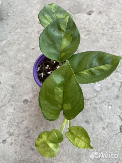 Комнатные цветы