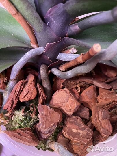 Цветет. Бабочка. Орхидея