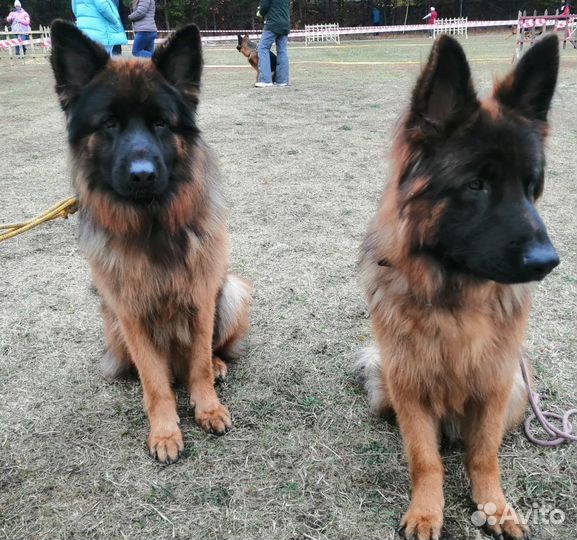 Вязка немецкая овчарка (кобель)