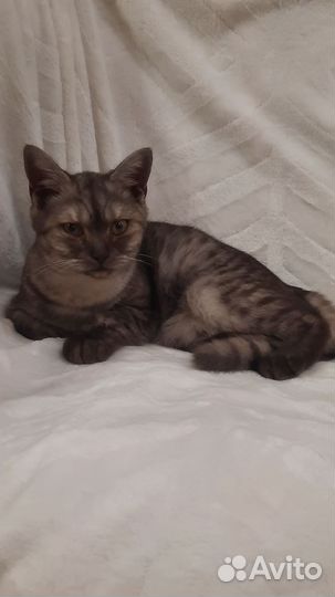 Шотландская