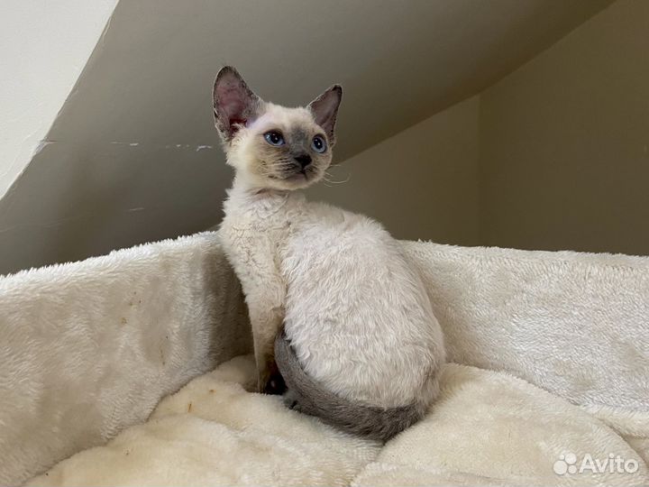 Девон рекс синеглазый Дарси