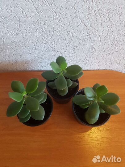 Денежное дерево