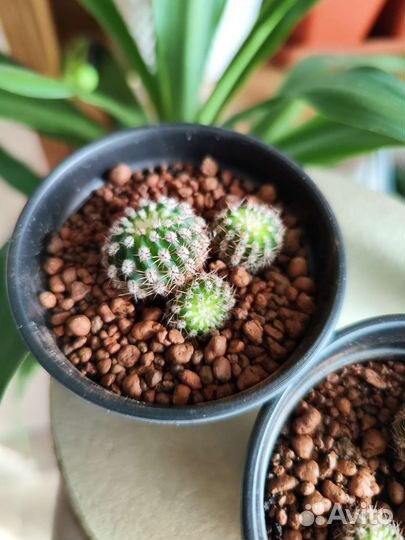 Кактус эхинопсис