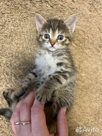Котята малыши