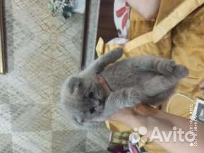 Шотландский прямоухий кот на вязку с родословной