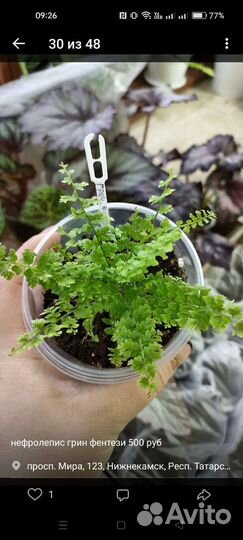 Комнатные растения