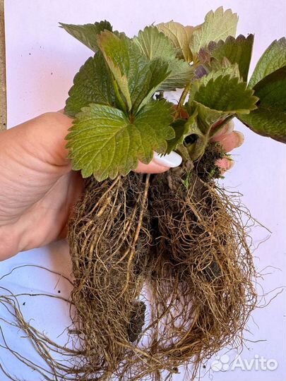 Саженцы клубники